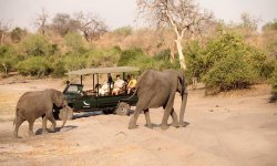 Chobe_under_canvas_gamedrive5.jpg