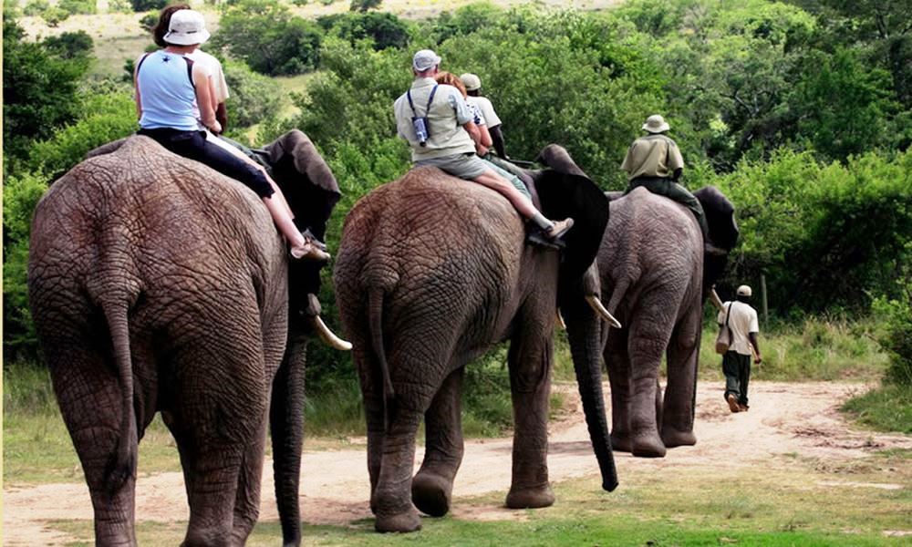 elephant back safari south africa